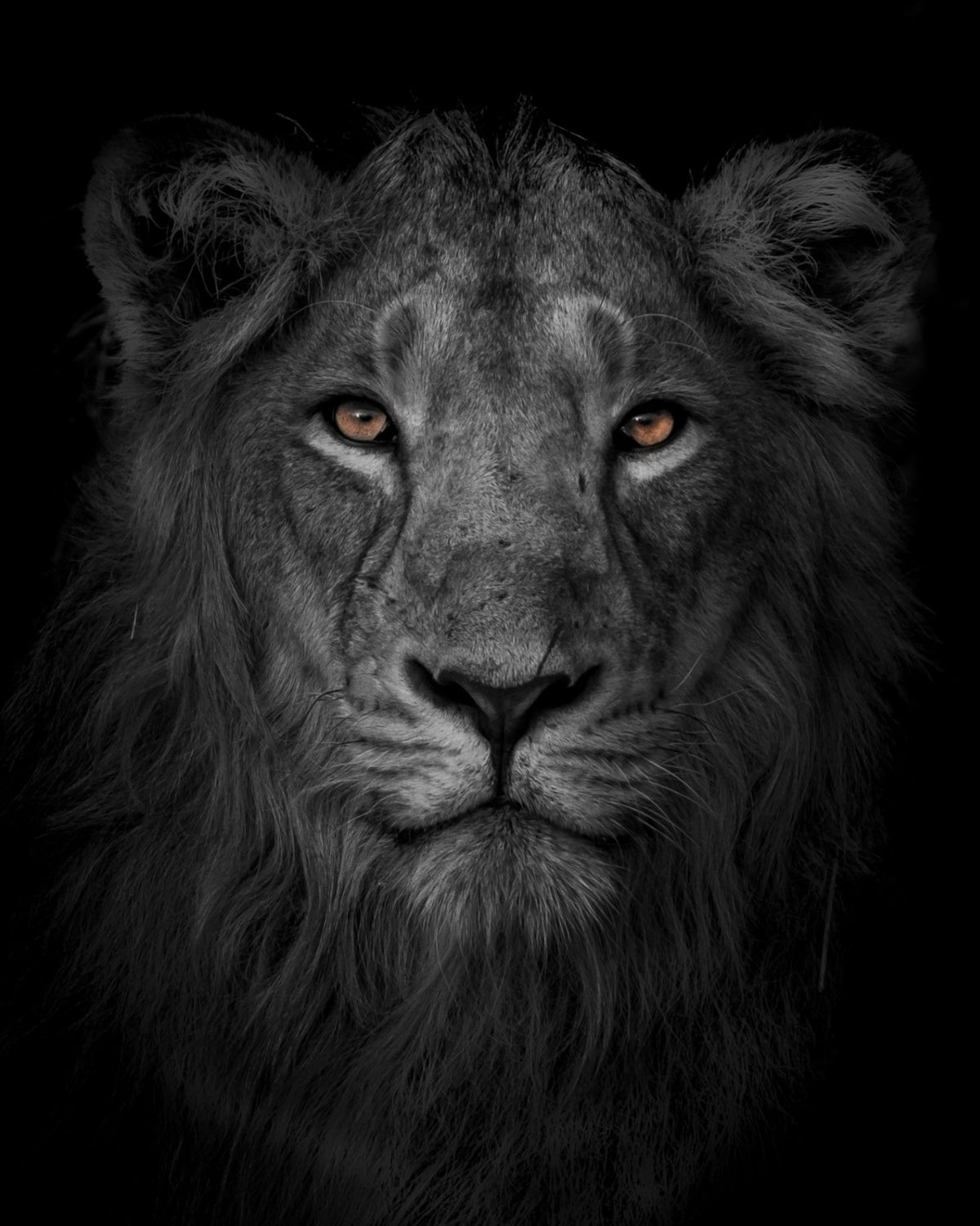 Asiatic lion portrait by Hardik Tanna – wildlife fine-art print